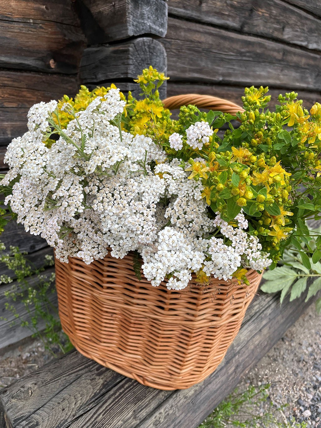 Örtmagi & Folktro