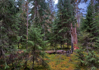 Skogsexkursion – OBS ny tid lördag 13.30!
