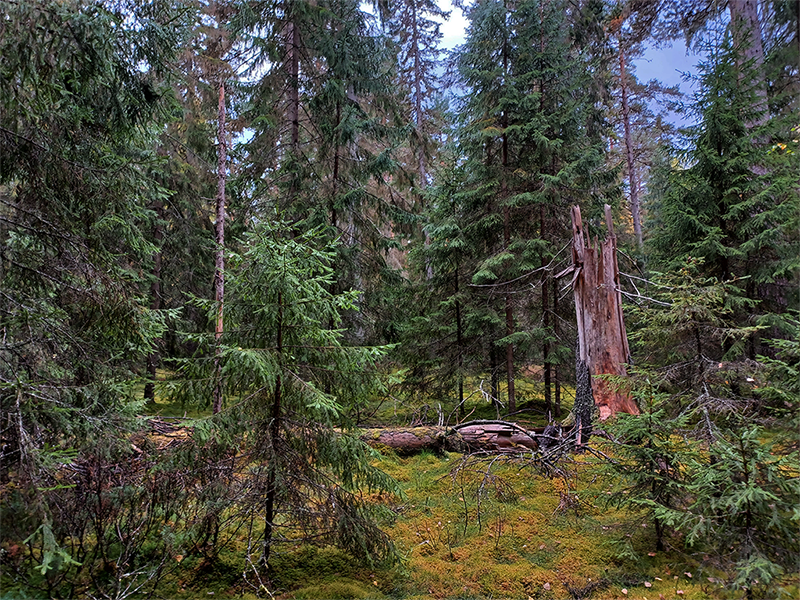 skogsexkursion